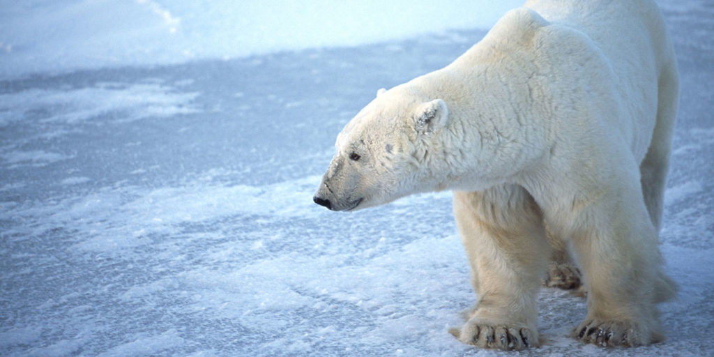 Polar bear - Nanuk