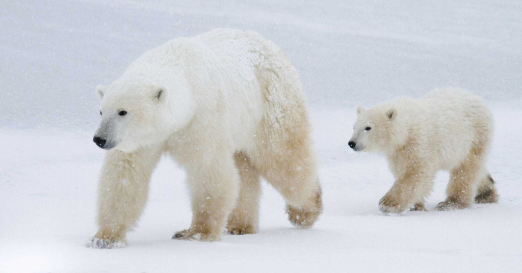 A polar bear with cub